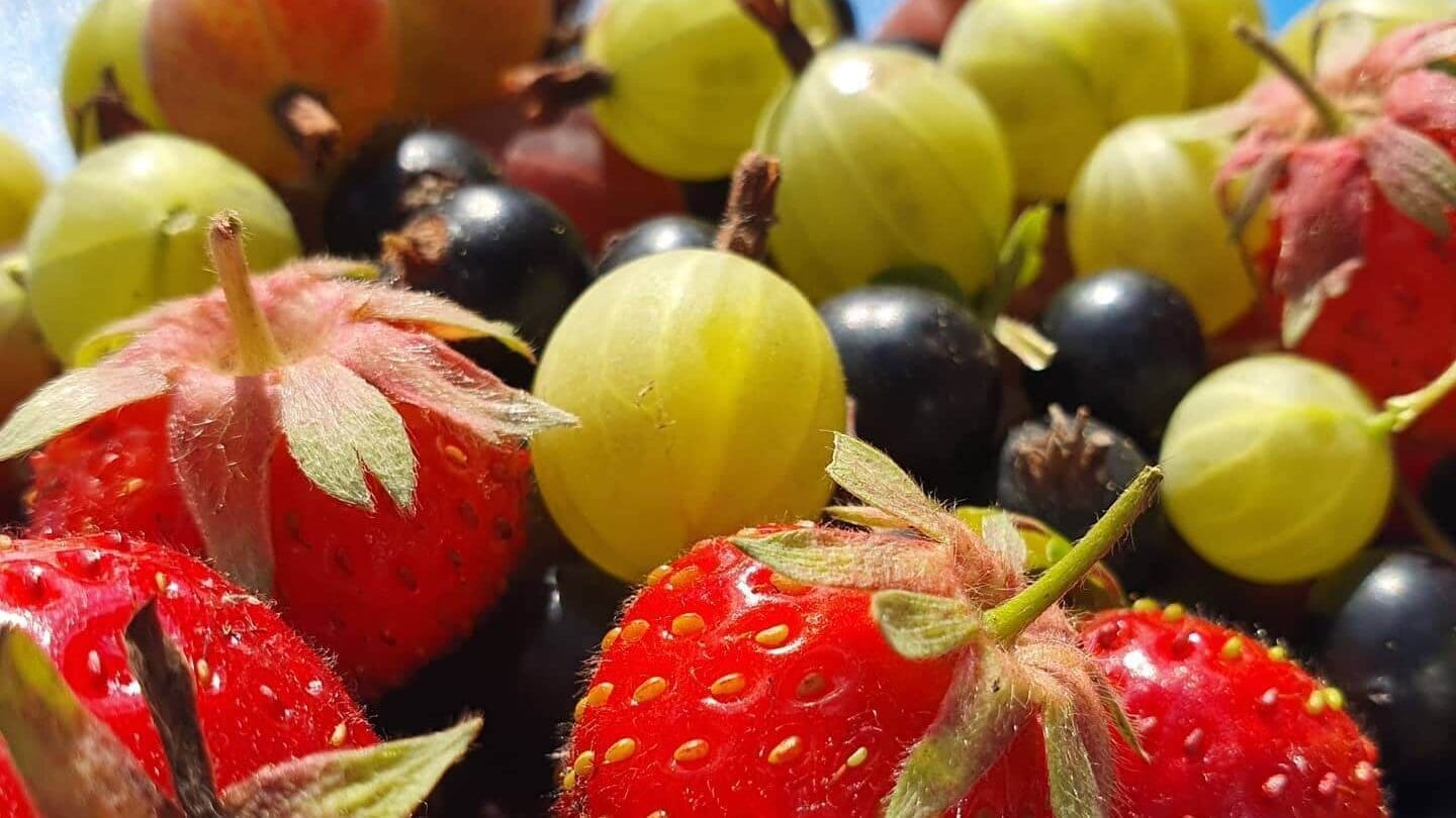 seasonal food