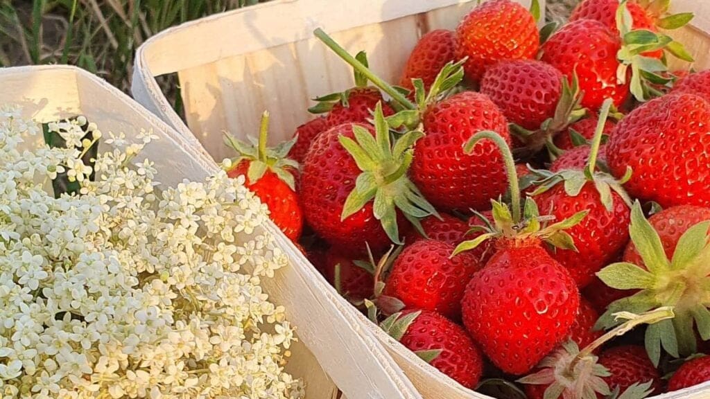 elderflower and st