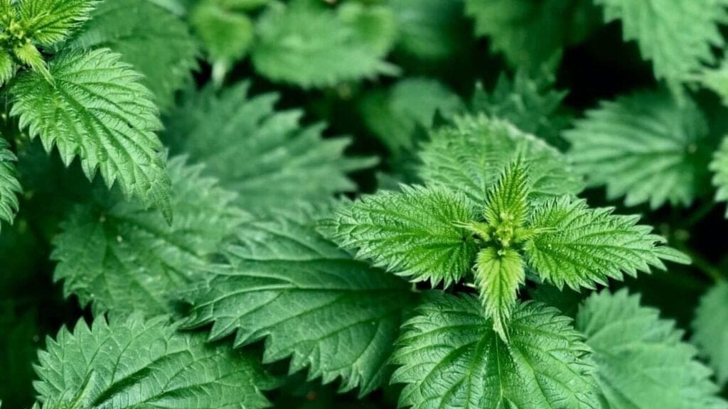 nettles
